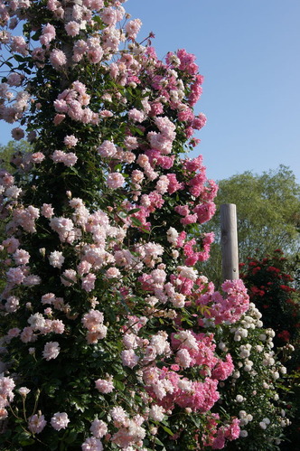 DSC09792