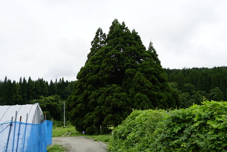 _DSC0232