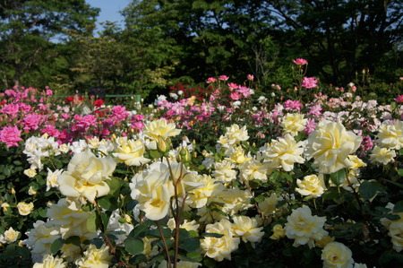 DSC09784