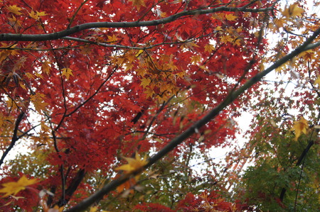 永観堂入ってすぐの紅葉