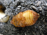 さなぎ
