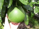 f06b5ec2.jpg