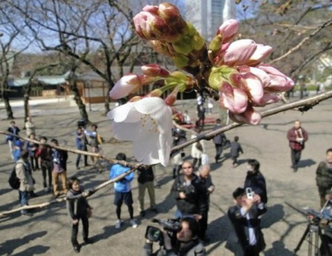sakura