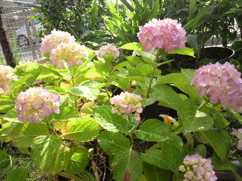 紫陽花