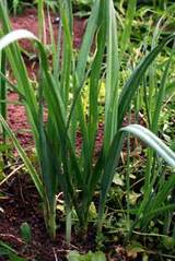 ポロネギ定植間近