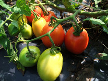 tomato2014