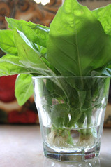 basil
