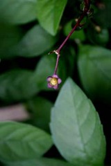 ブルーバタフライの種