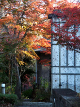 momiji