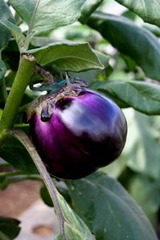 シチリア茄子