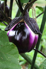 shichiria-egg2