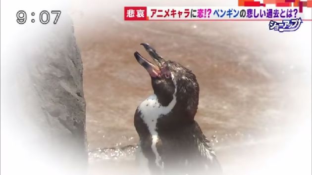 けものフレンズ グレープ君