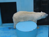 シロクマさん