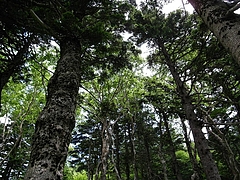 2008081015四阿山