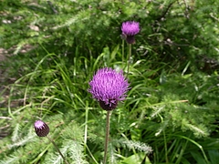 2008081025四阿山