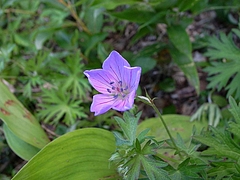 2008081004キキョウ