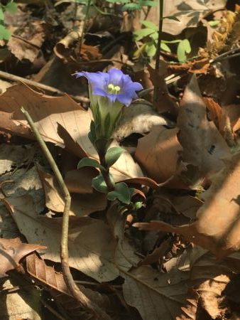 IMG_0052 (338x450)