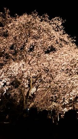 20190326_193010 (253x450)
