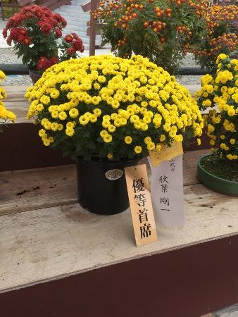 IMG_3330 (338x450)