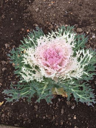 IMG_3556 (338x450)