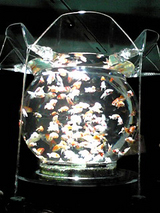 金魚