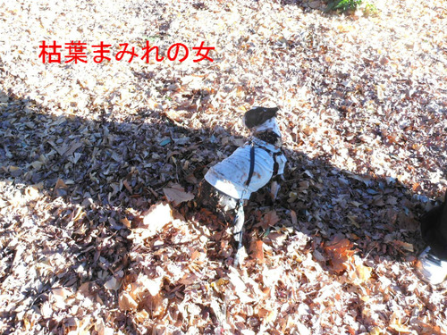 BlogPaint
