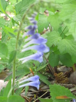051