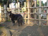 鷲宮神社 (1)