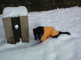 大雪 (5)