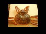 3351ec0c.gif