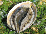 白魚3