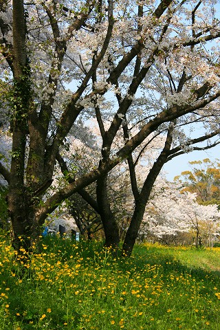 桜2