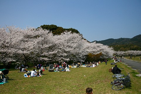 桜4