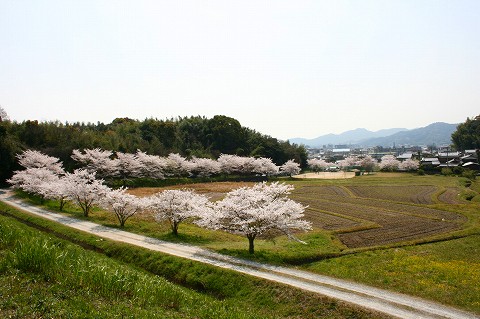 桜1
