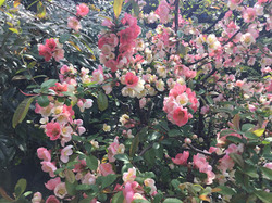 2018お花見04