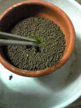 4acb0a31.jpg