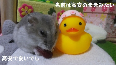 15ぴ-4