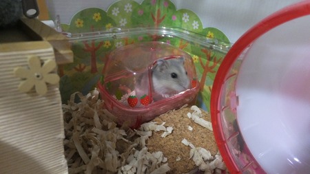 2018.5.17トイレ-2