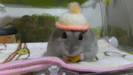 2018.6.27ぼうし-4