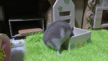 2018.7.30ＧＩＦしり