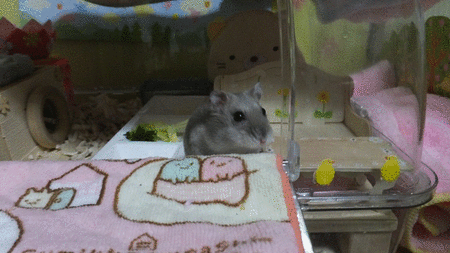30GIF-1
