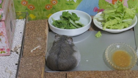 31ちん-3