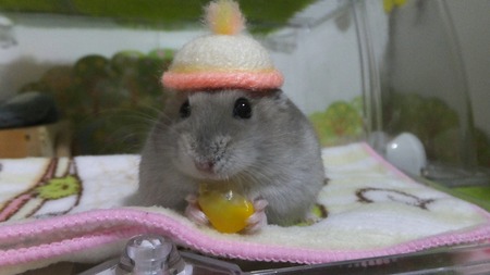 2018.6.27ぼうし-2