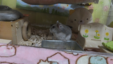 30GIF-21