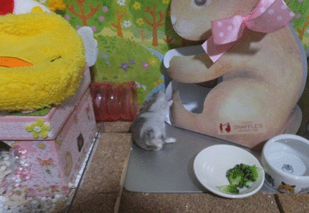 30GIFころん