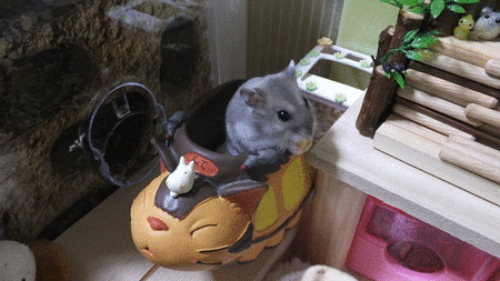 29GIF