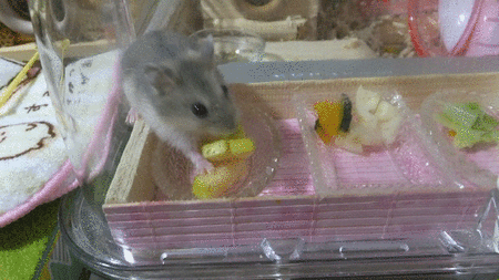 2018.5.17GIF夜ごはん