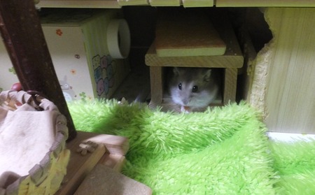 2018.7.13とん-1