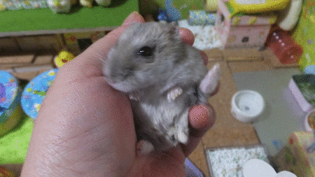 30GIFだっこ