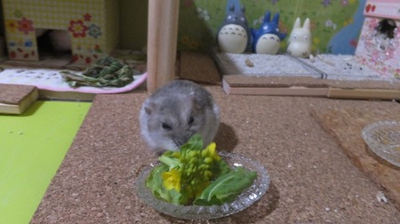 2はく-1